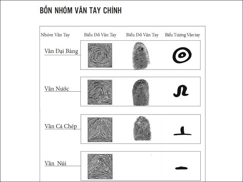 4 nhóm vân tay chính